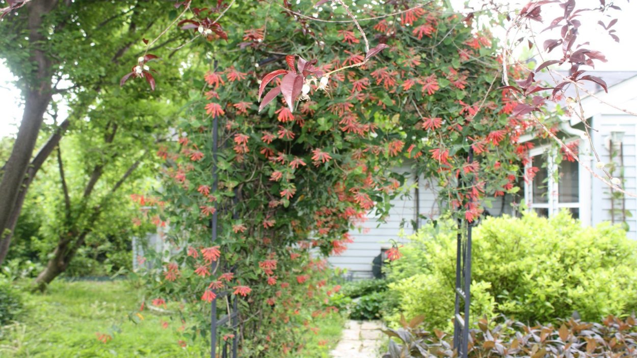 Жимолость каприфоль в ландшафте