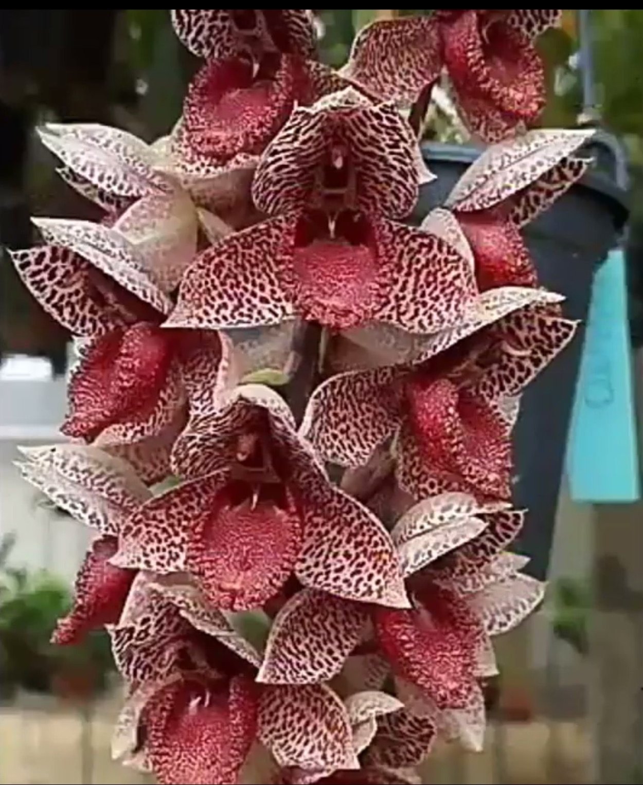 Фаленопсис Жемчужина императора