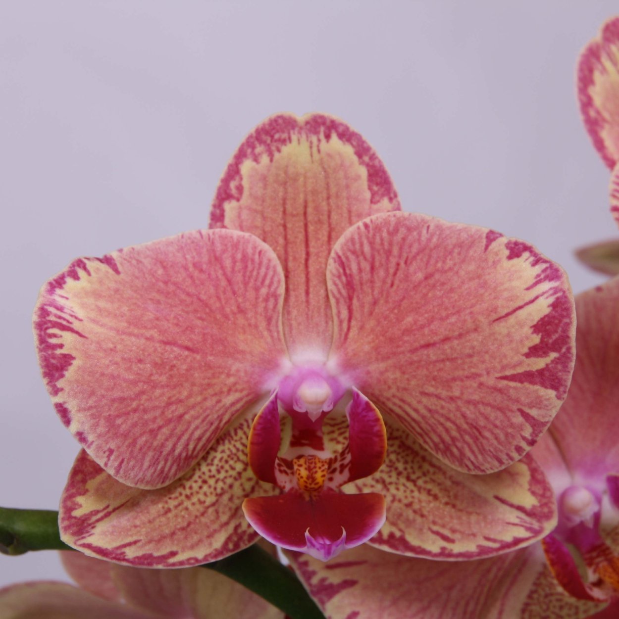 Орхидея Тропик Пикоти