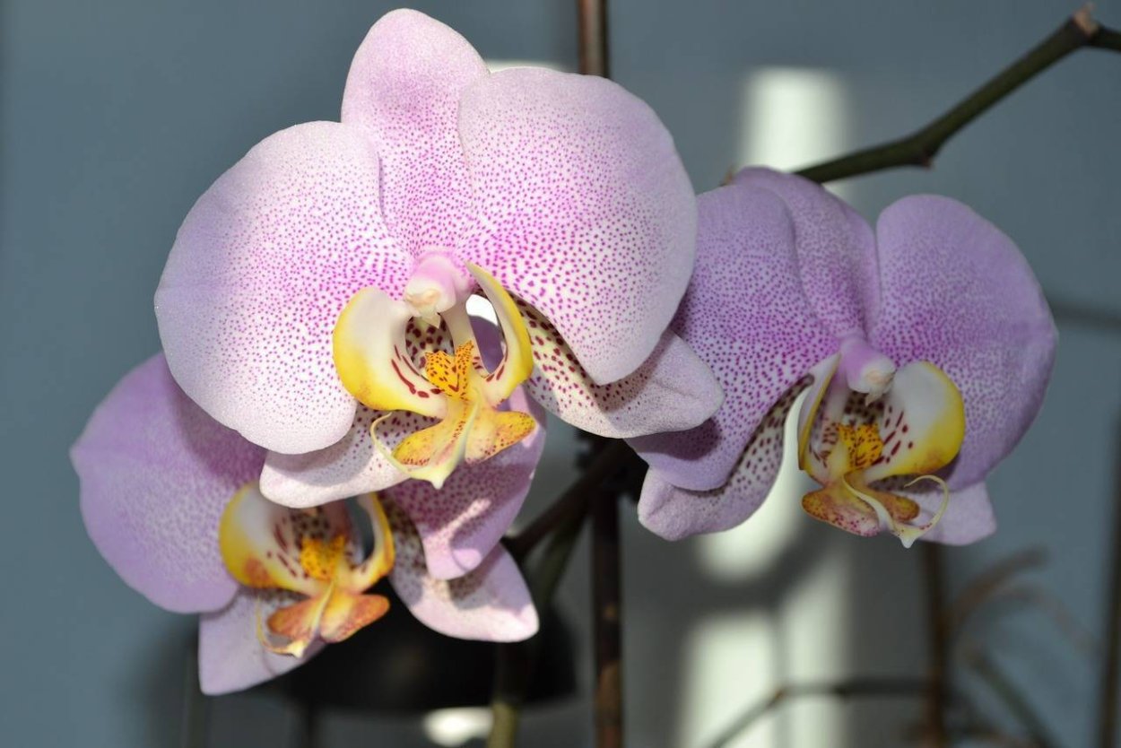 Орхидея Phalaenopsis Brion