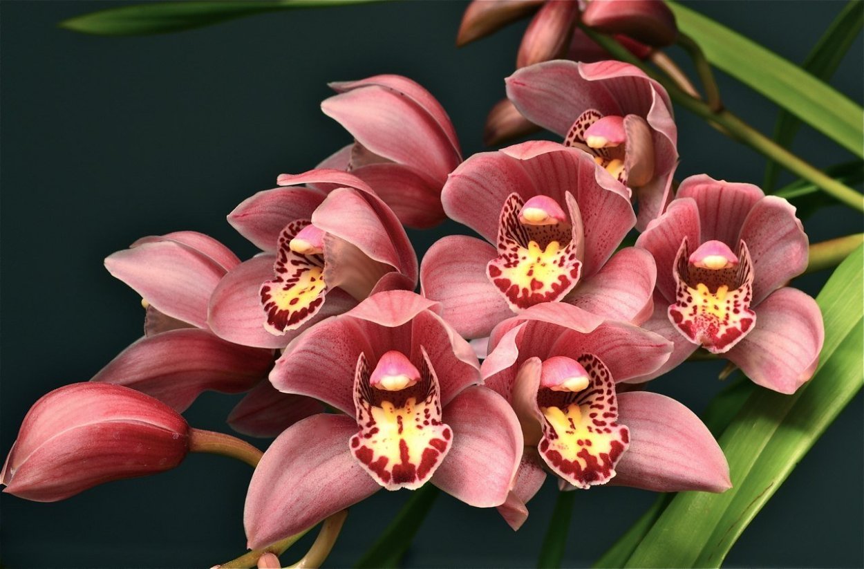 Орхидея Обезьянья Дракула