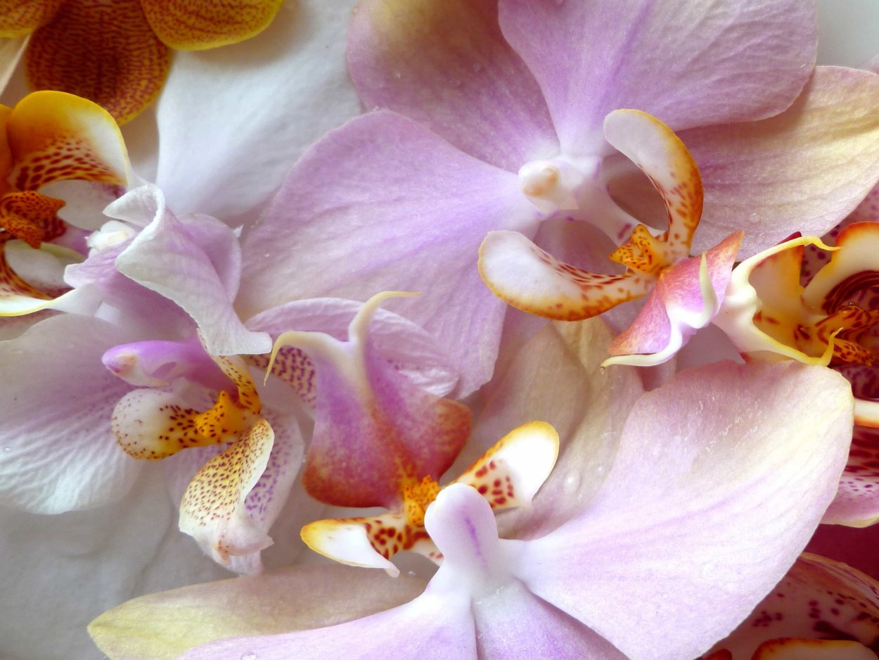 Фаленопсис мультифлора Лавандовая