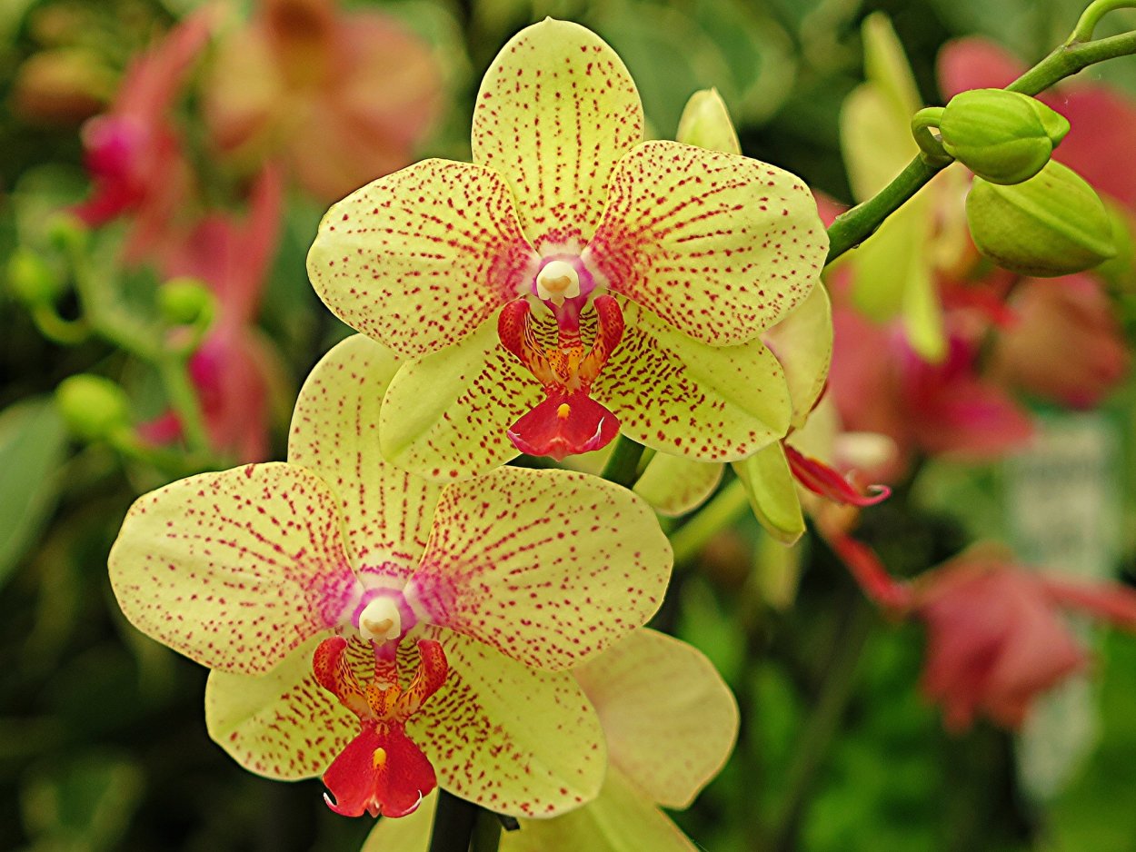 Фаленопсис желтый в крапинку