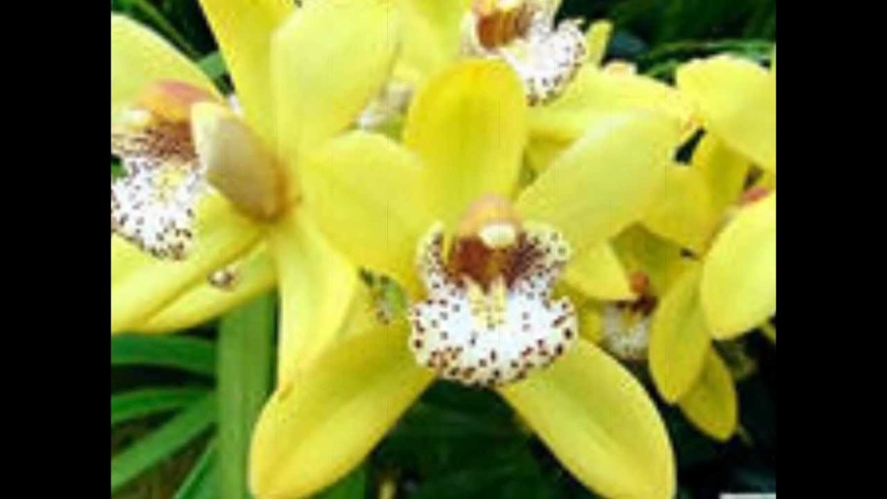 Орхидея Дикая желтая