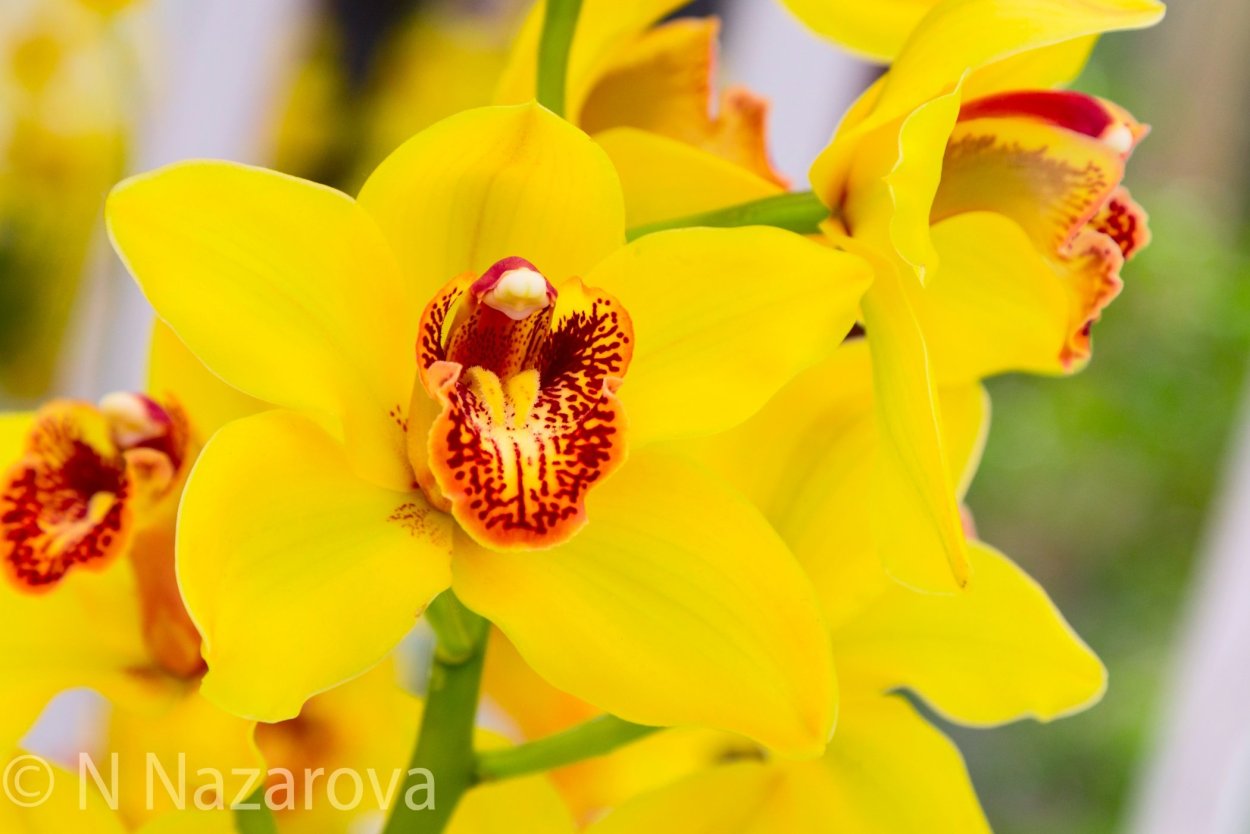 Yellow Queen Орхидея