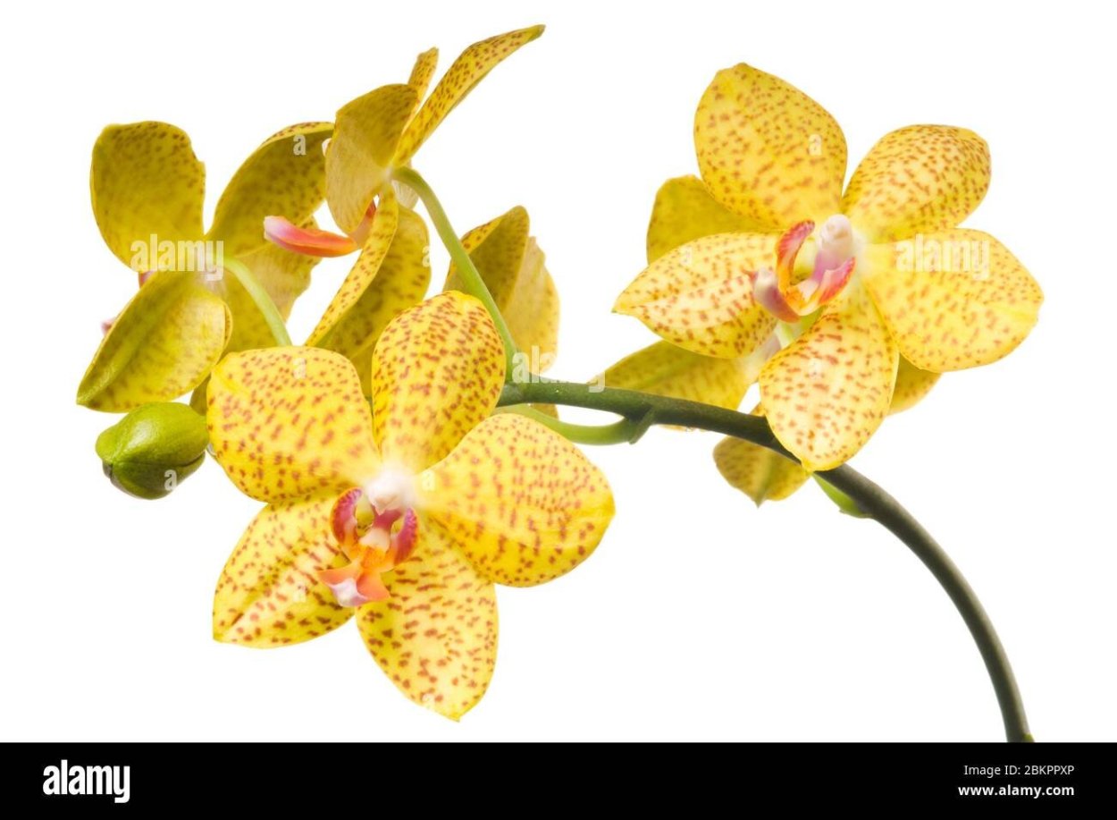 Орхидея желтая на белом фоне