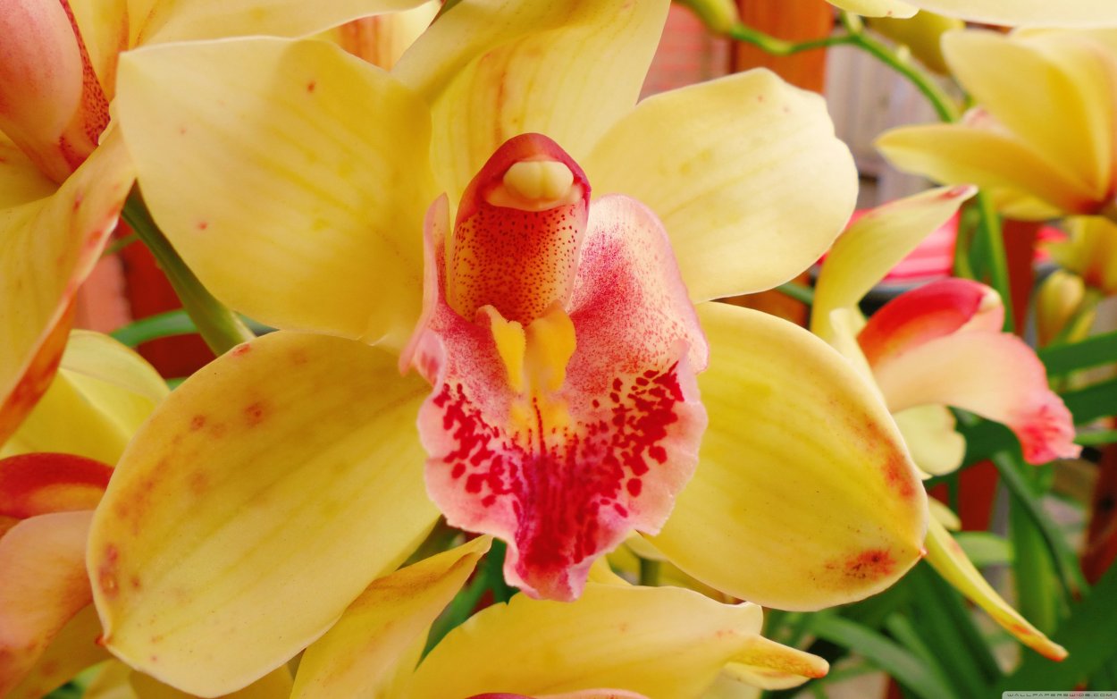 Орхидея Сансет лав