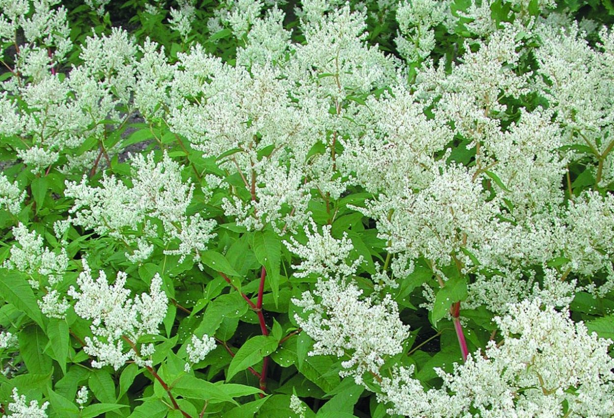 Горец изменчивый (Polygonum polymorpha)