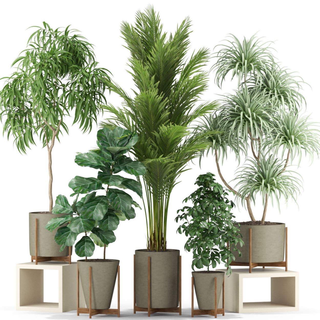 Юкка фикус Драцена