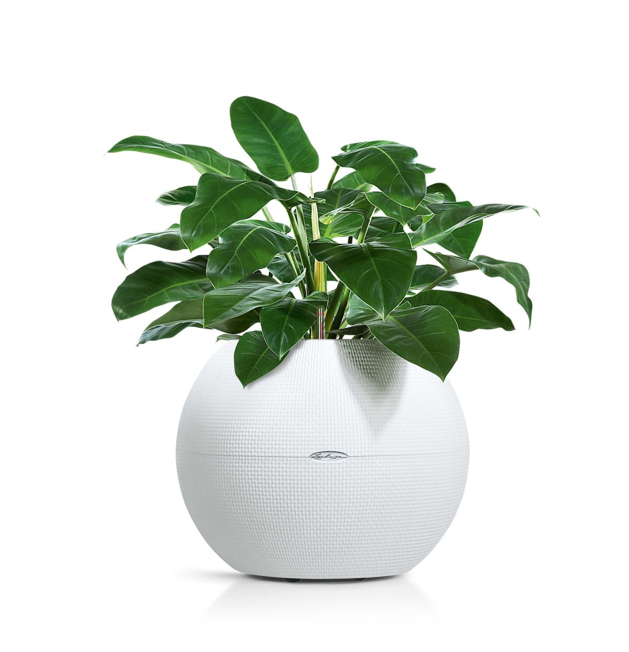 Пальма Бенджамина