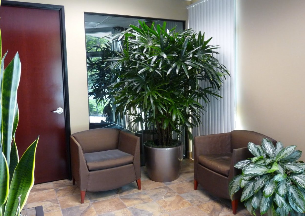 Удобрение для фикусов и пальм