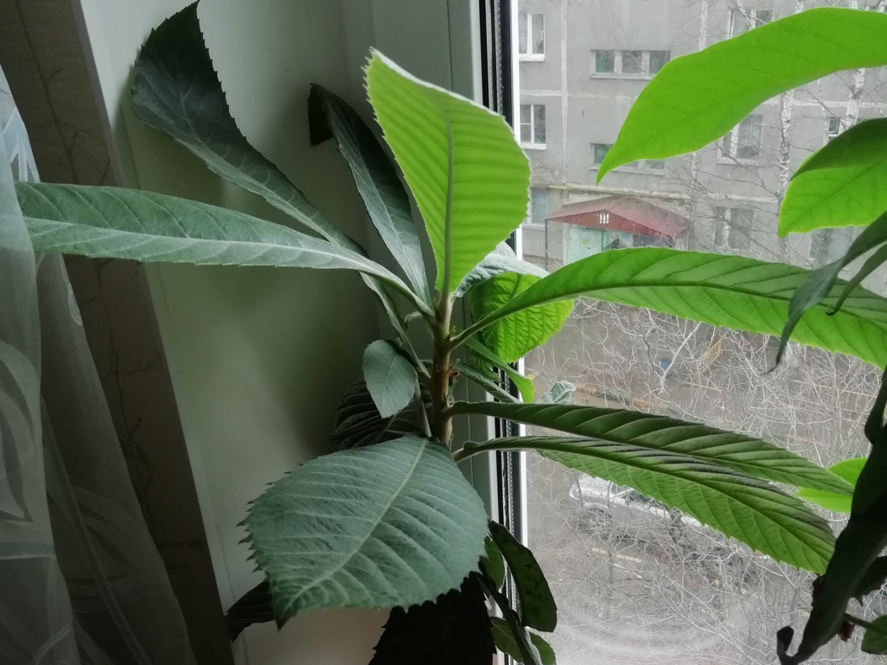 Субтропики банановая Пальма