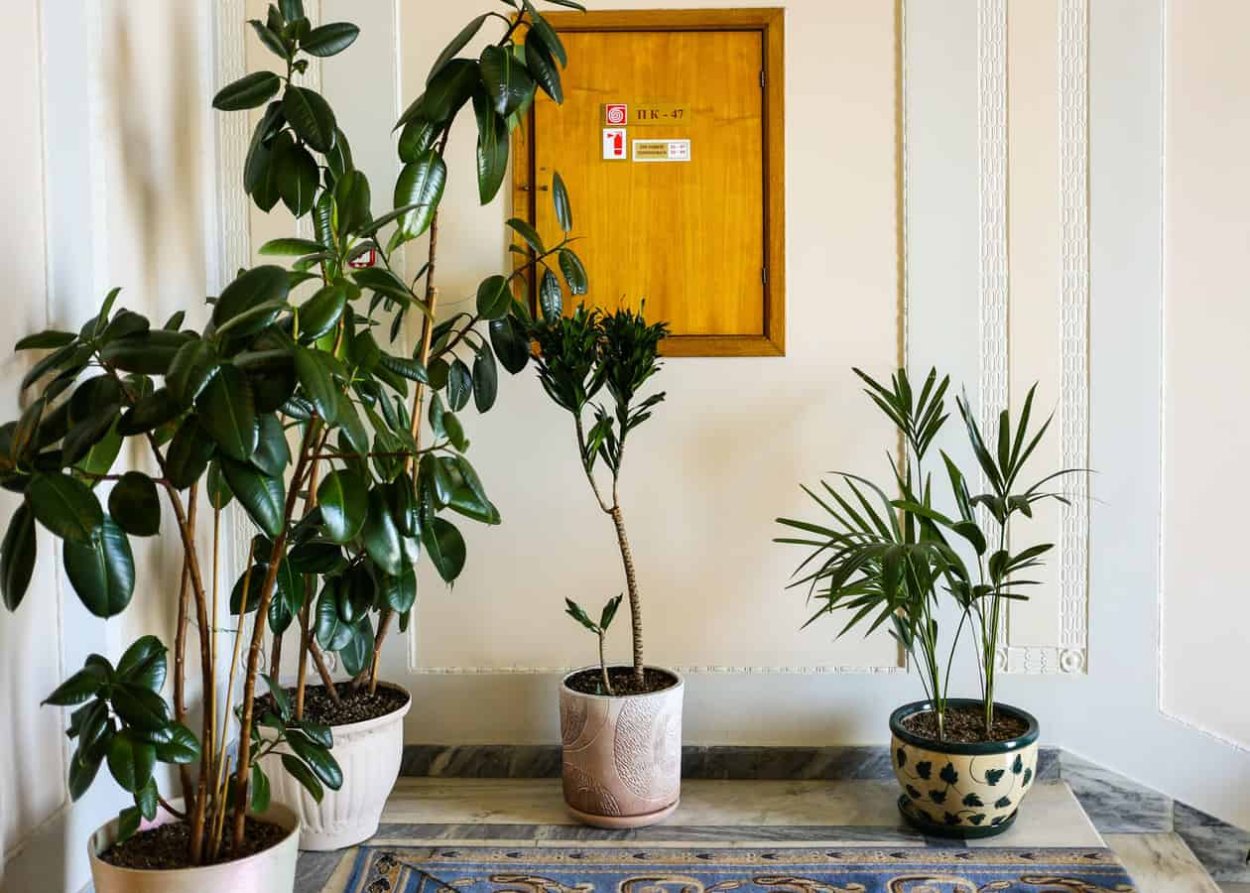 Тропические растения в горшке