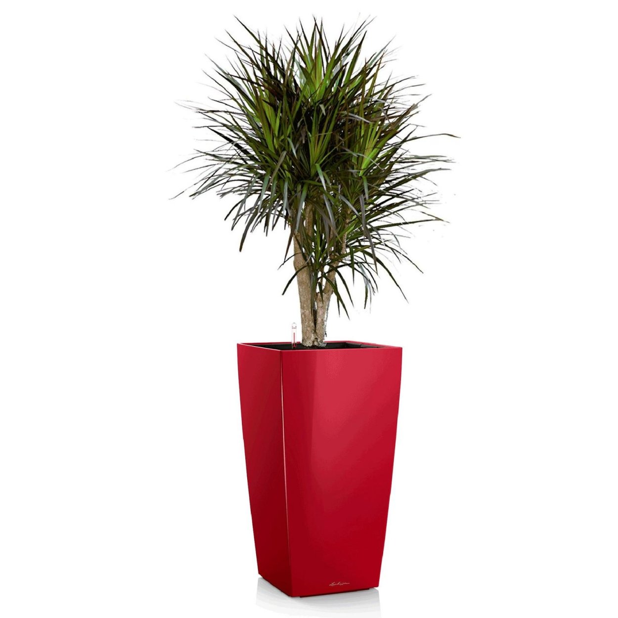 Пальма Арека Хризалидокарпус