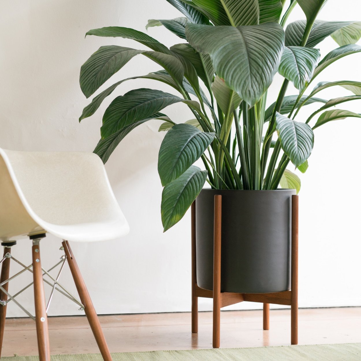 Фикусы и пальмы в Австралии