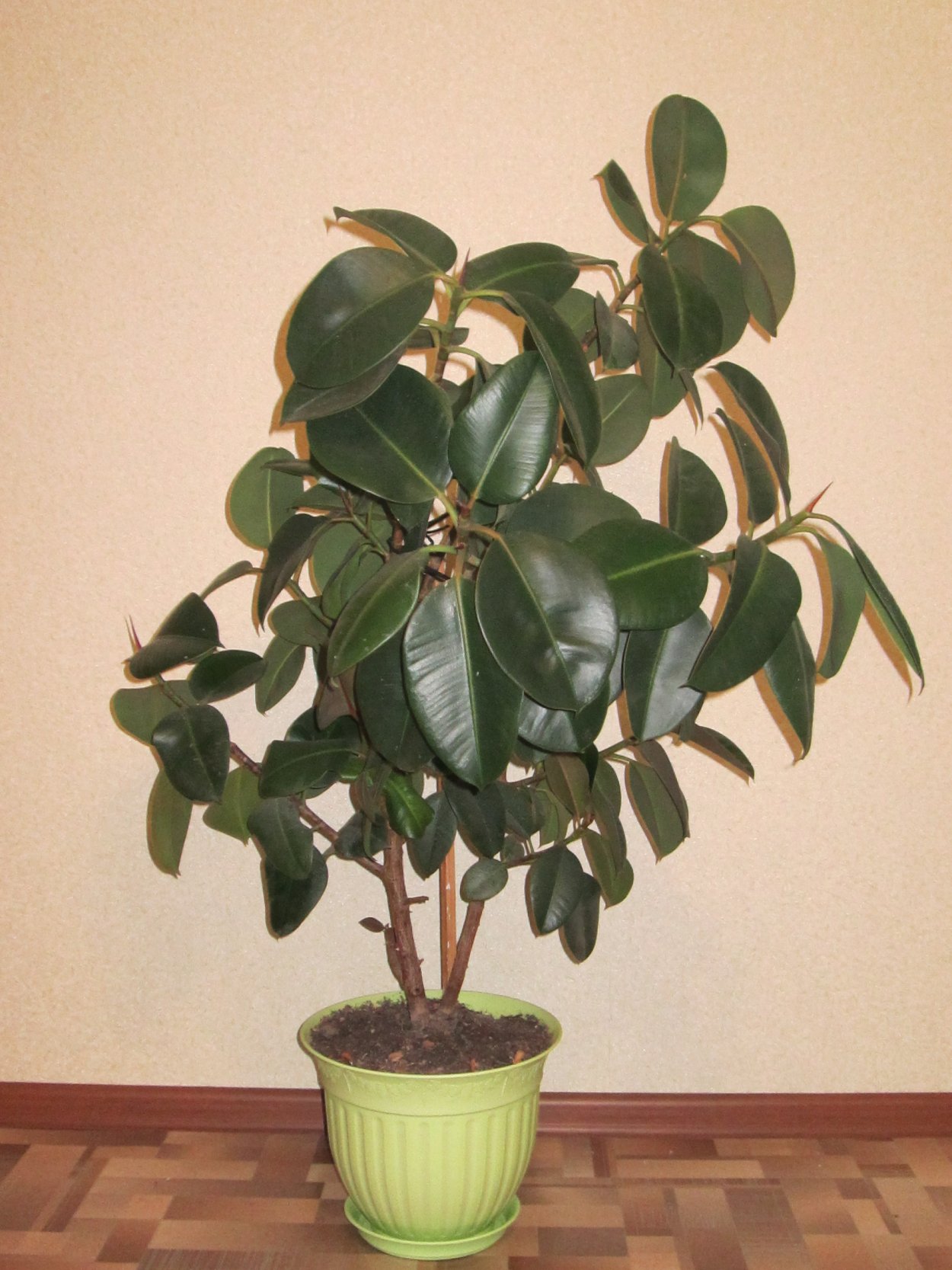 Комнатные экзотические растения высокие