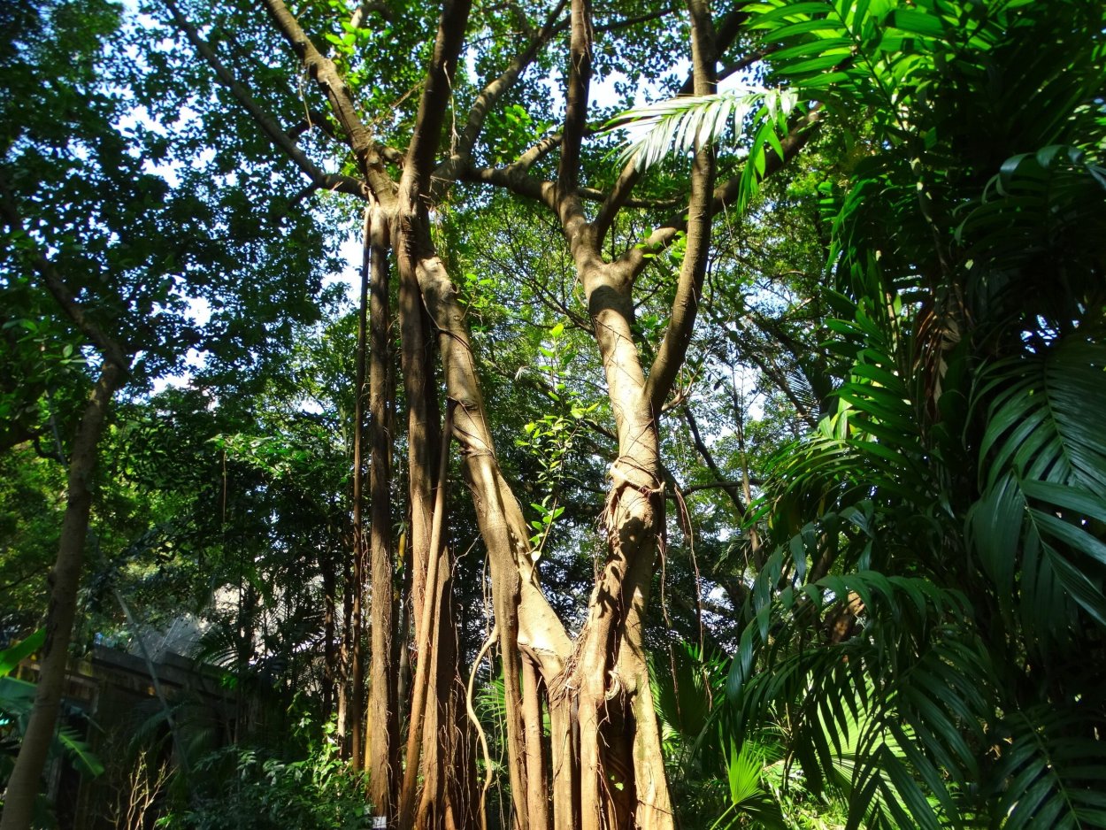 Молочай беложильчатый