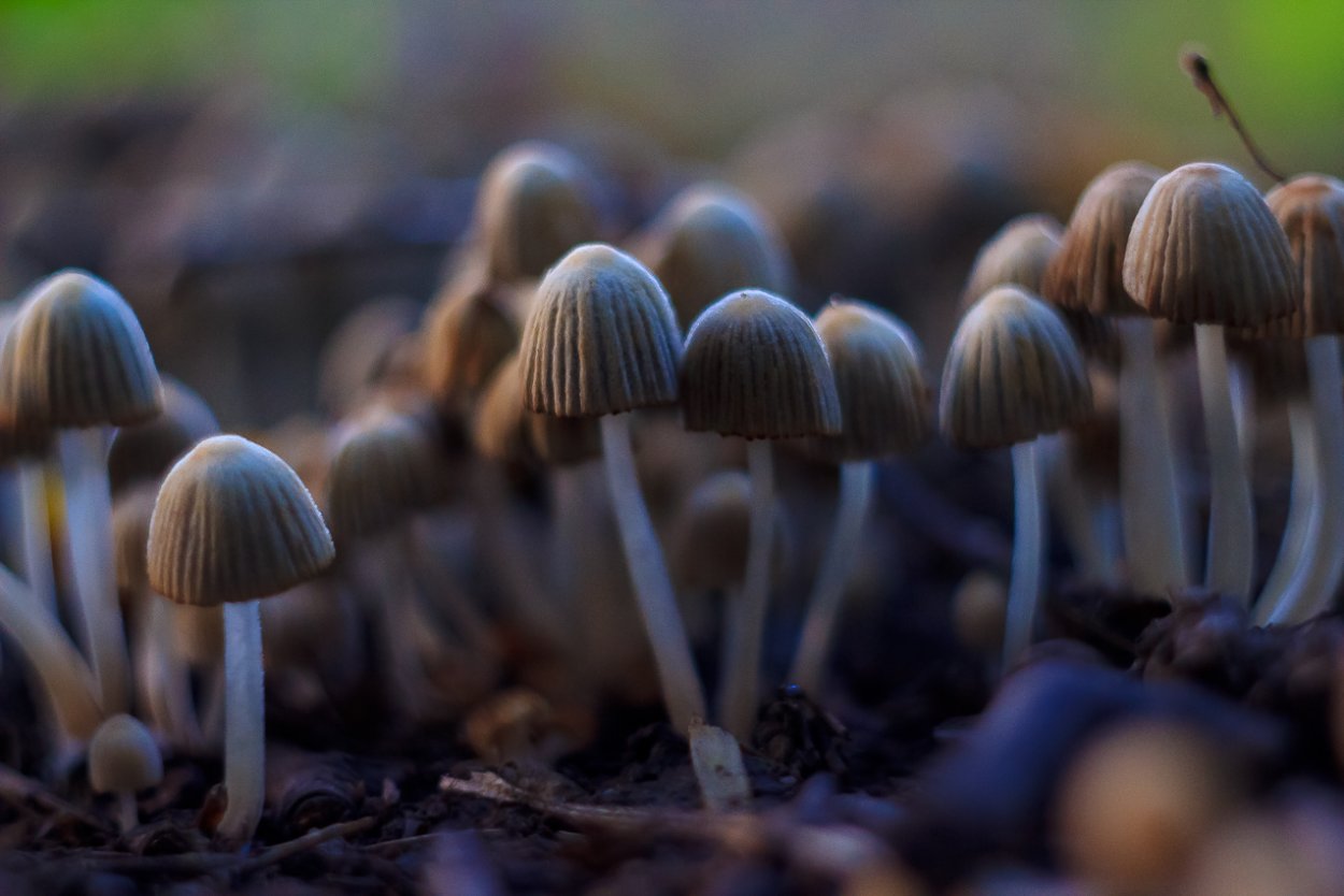 Поганка обыкновенная