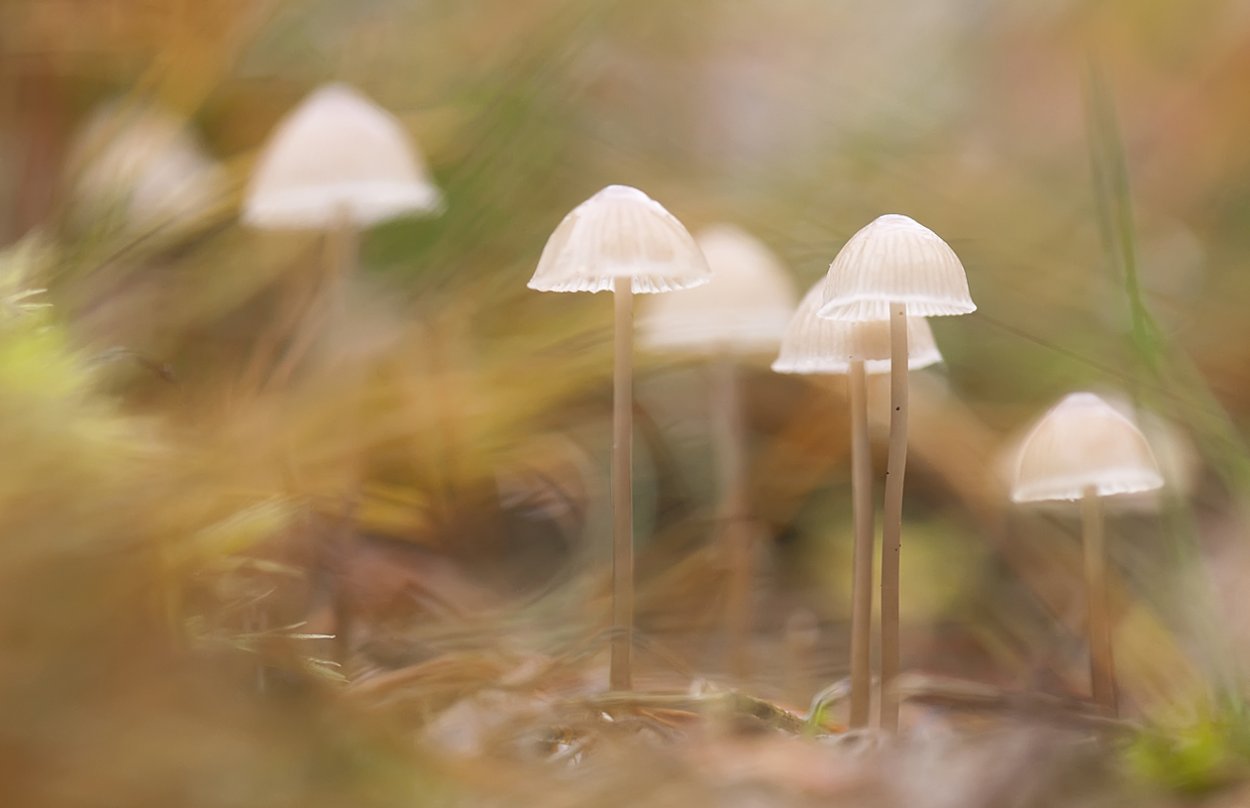 Красивые поганки