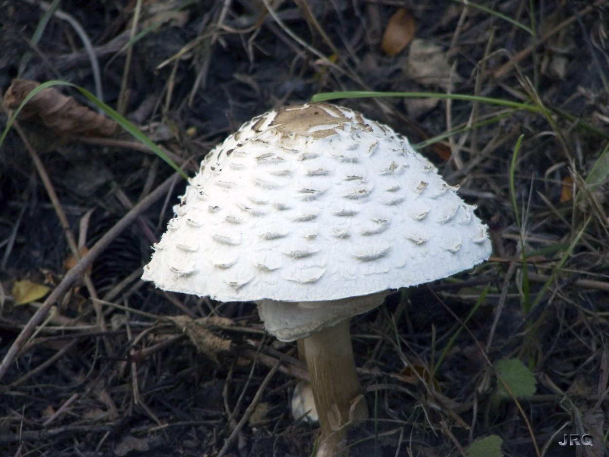 Бледная поганка Луговая