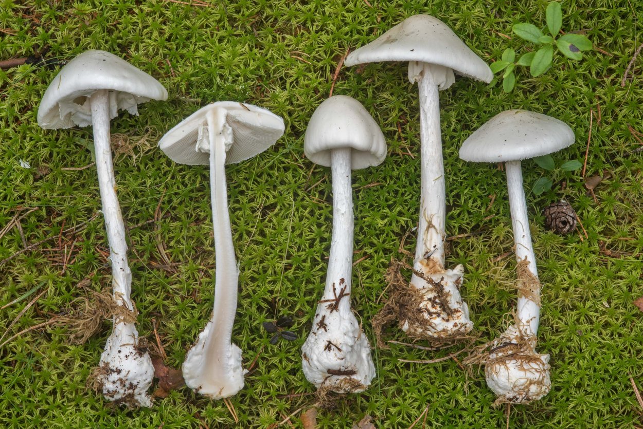 Amanita virosa гриб
