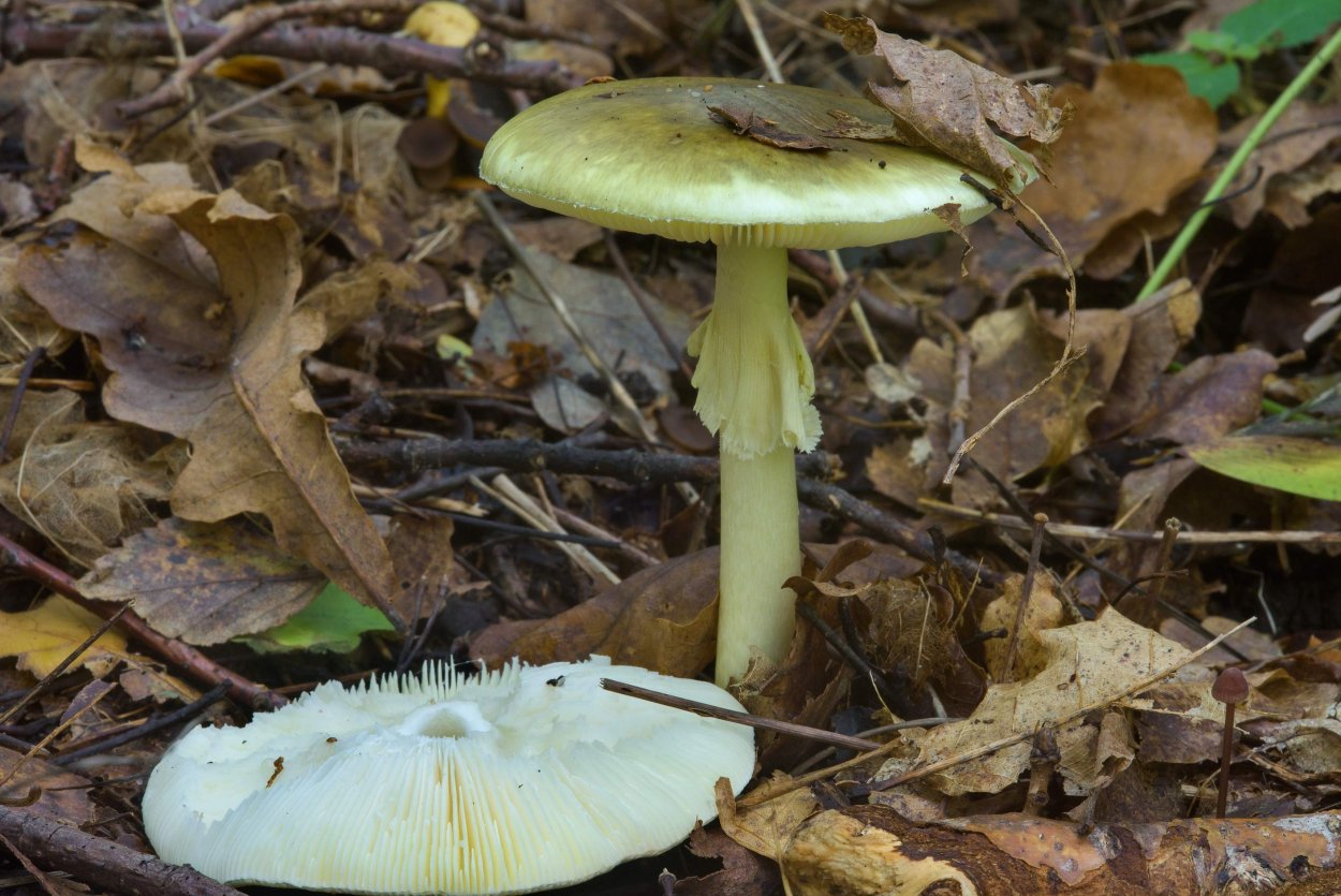 Бледная поганка маленькая