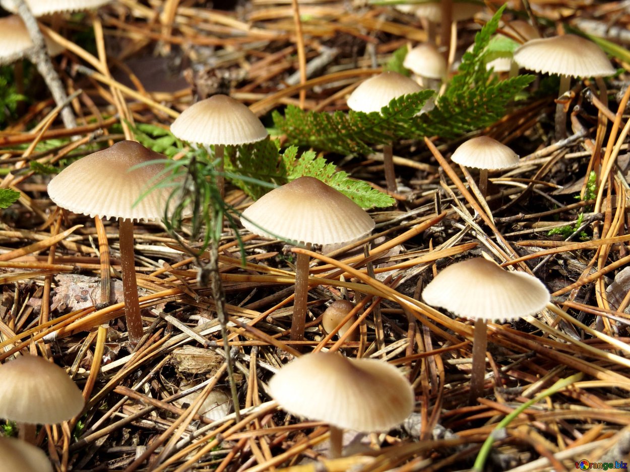 Поганка Луговая