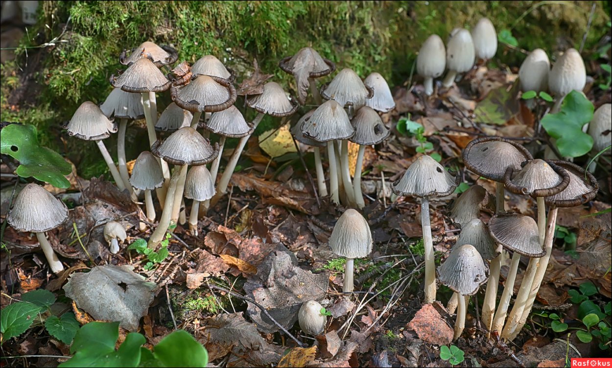 Бледная поганка