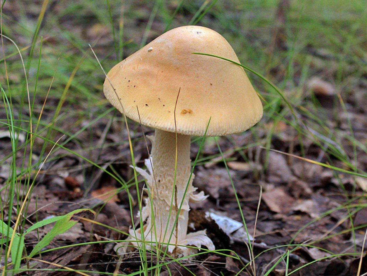 Ложная поганка