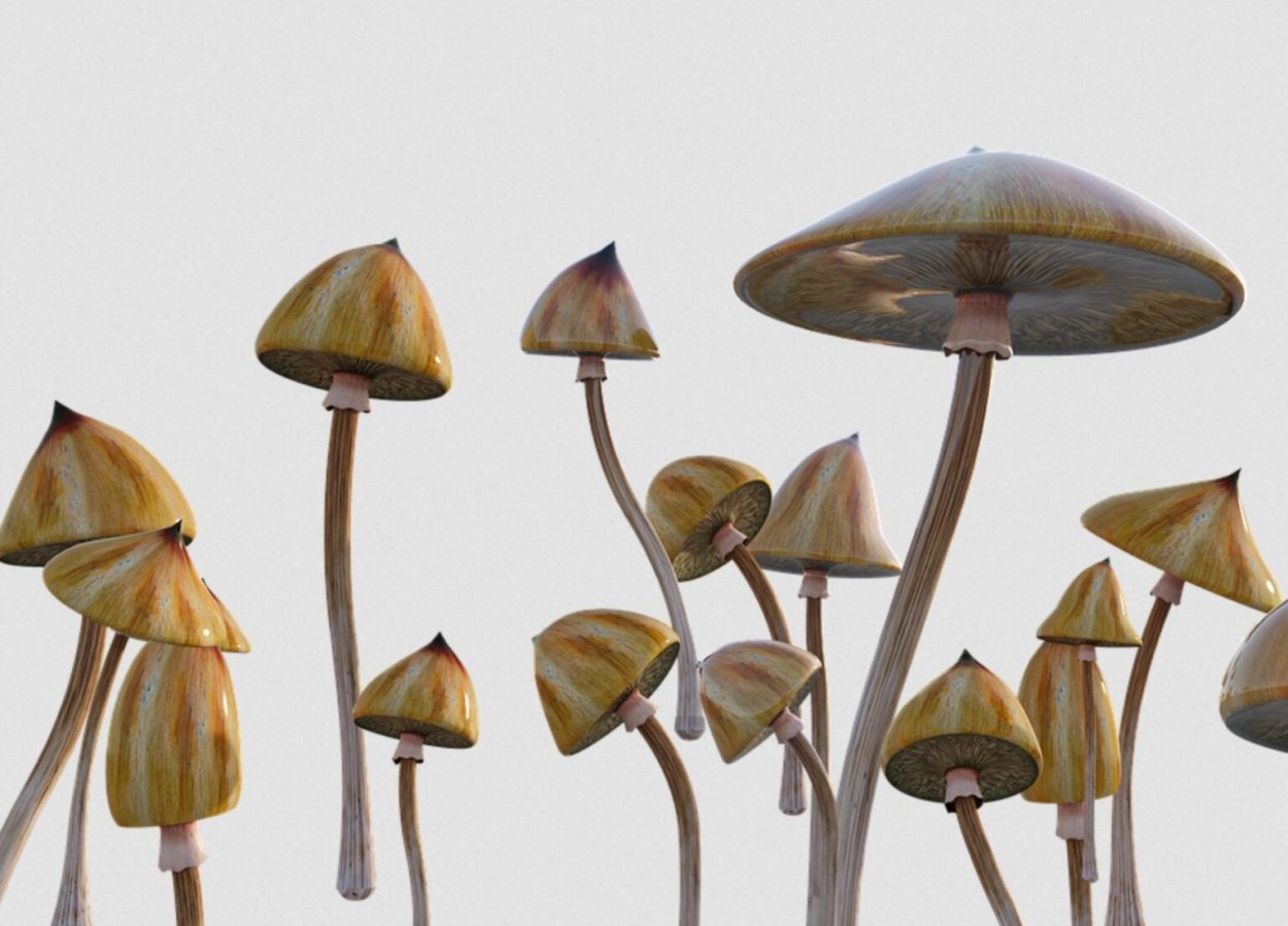 Psilocybe Cubensis Orissa