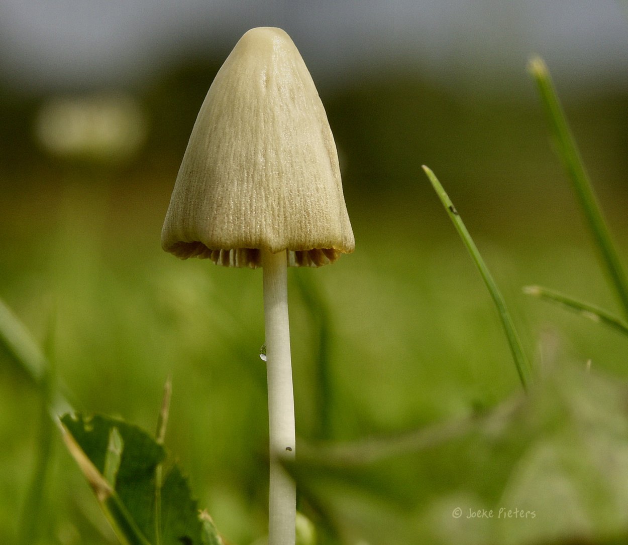 Грибы поганки на тонкой ножке