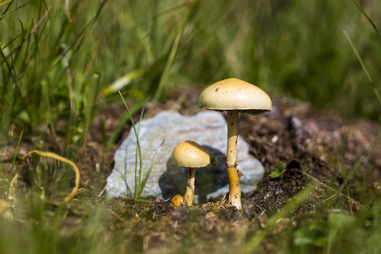 Луговые грибы толкачики