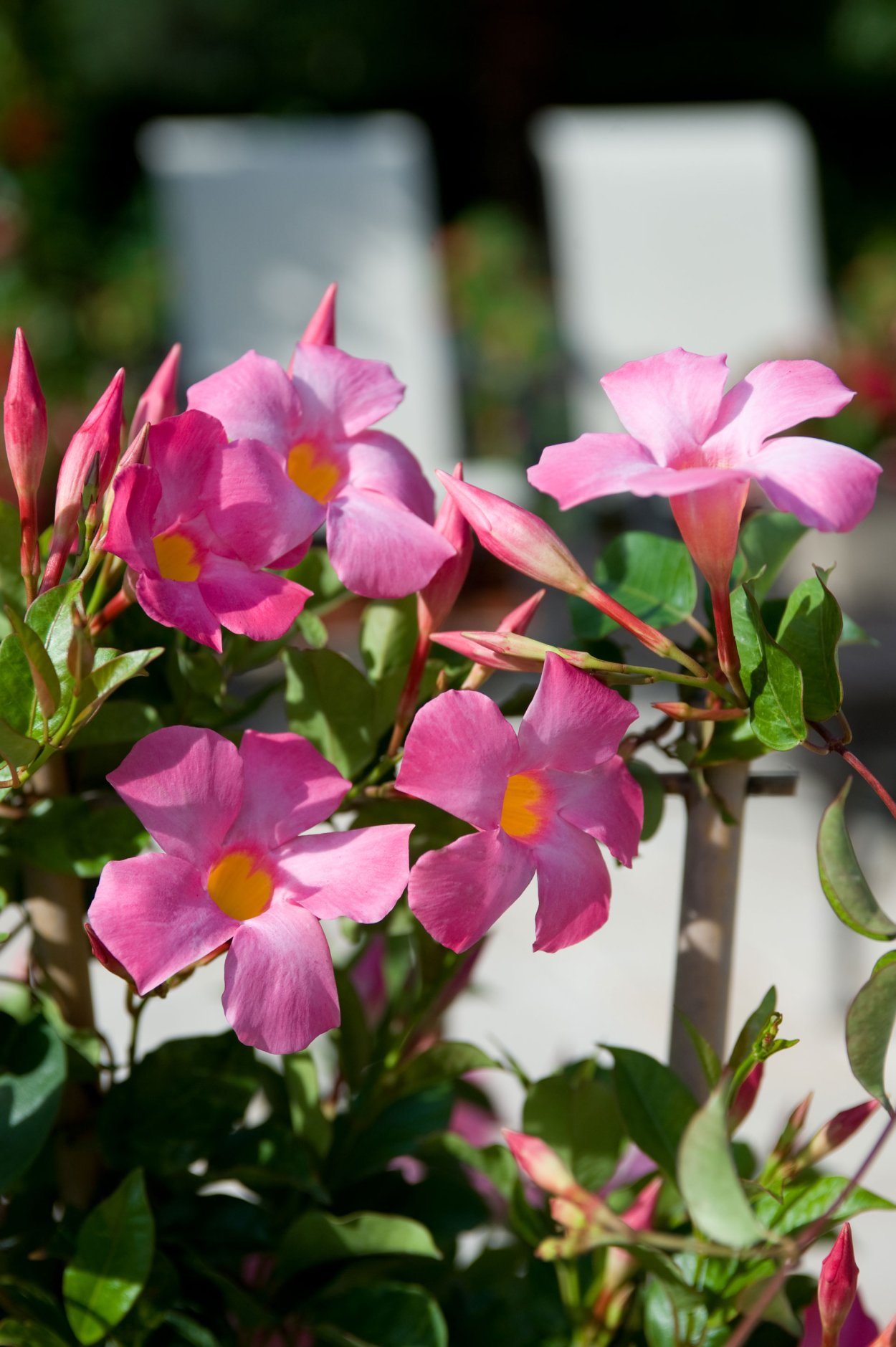 Дипладения ампельная