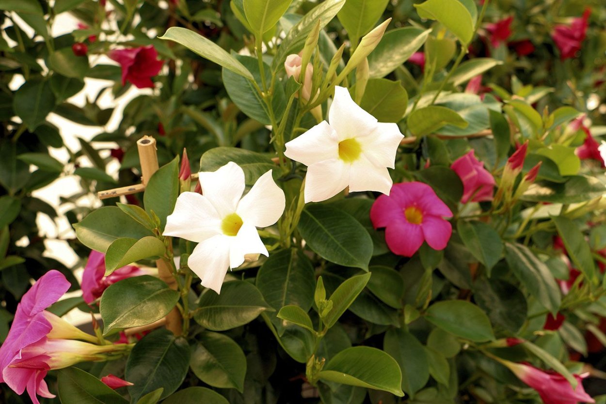 Мандевилла Тропикал Дрим