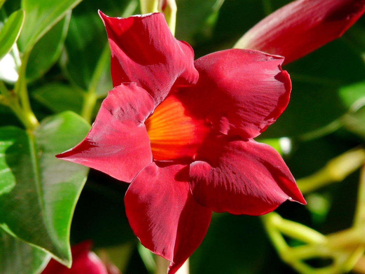 Мандевилла, катарантус,