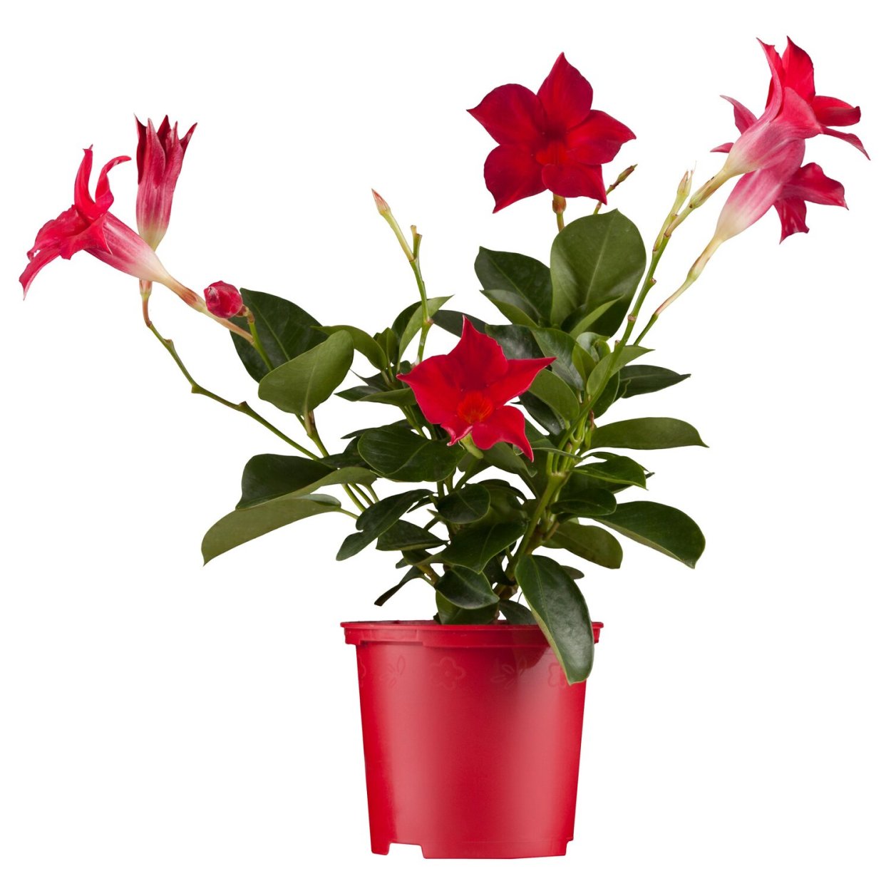 Дипладения мандевилла