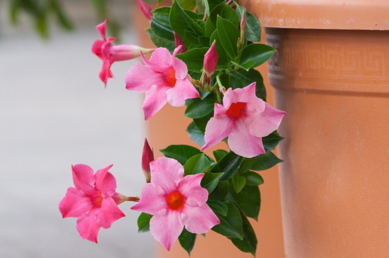 Лиана дипладения