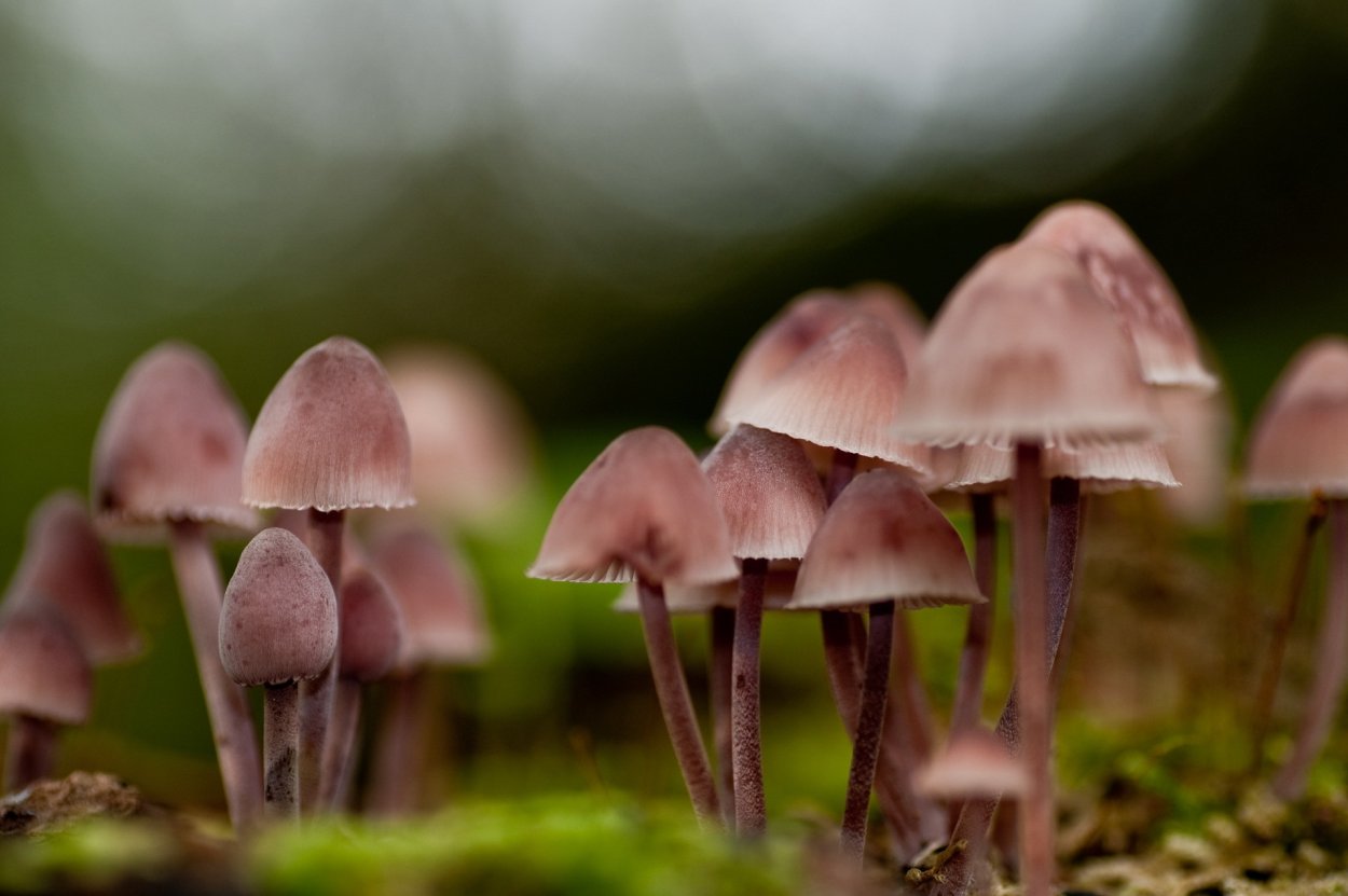 Поганка Луговая