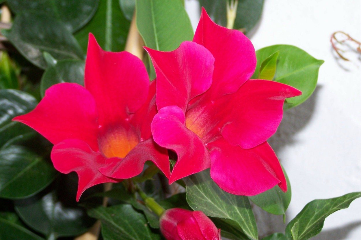 Дипладения цветок