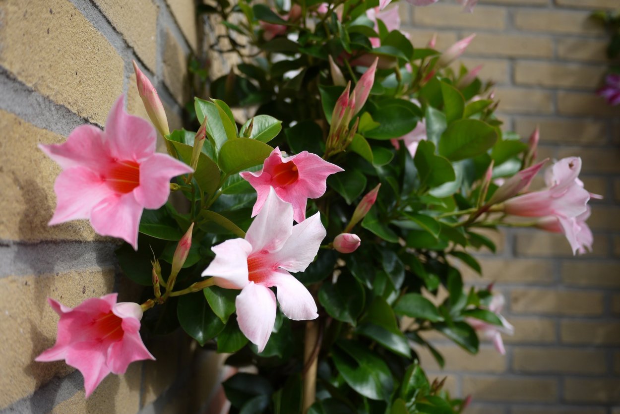 Лиана дипладения