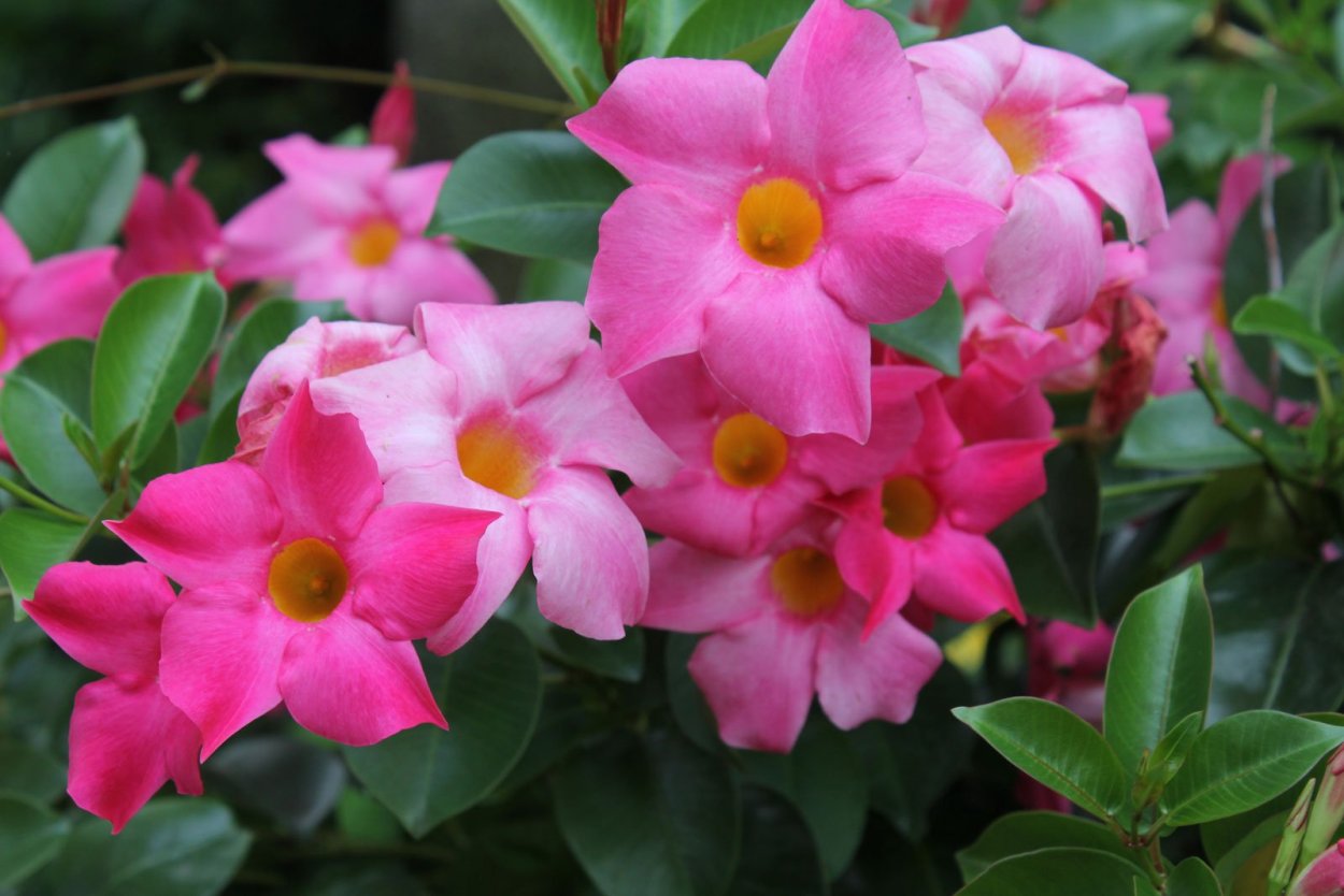 Мандевилла Rio Pink