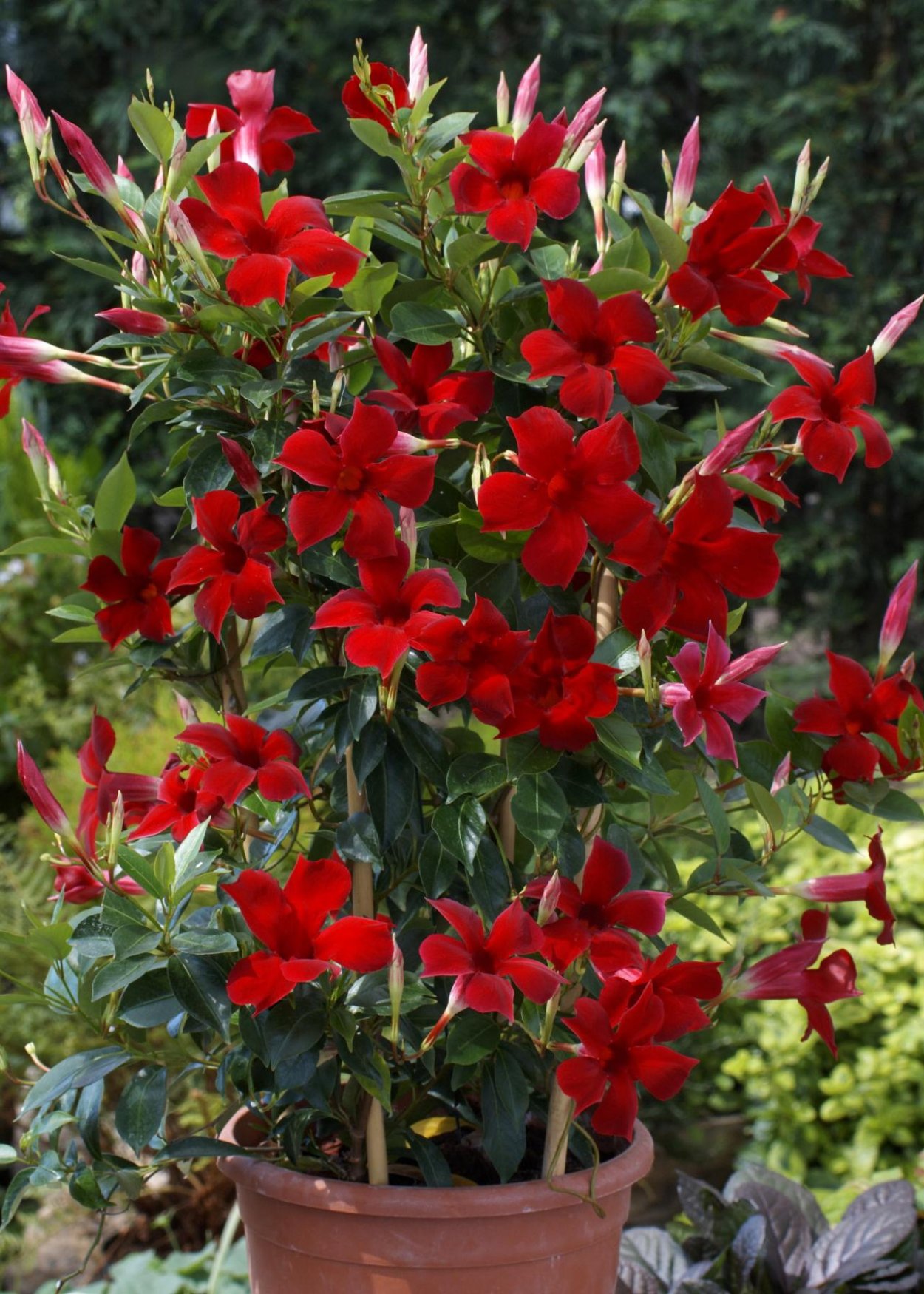 Дипладения (мандевилла) красная