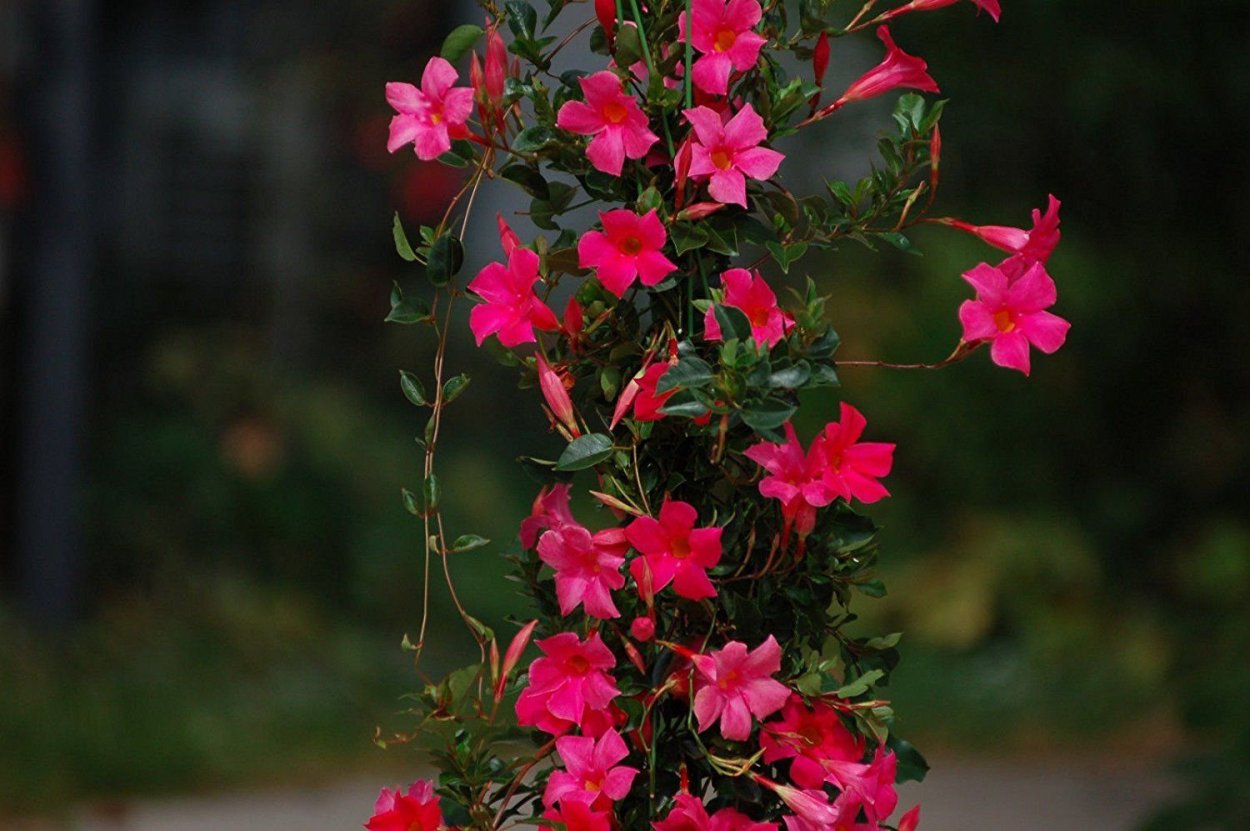 Сток-Мандевилле