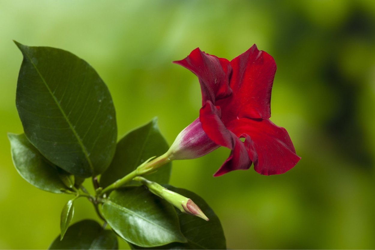 Дипладения early Scarlet