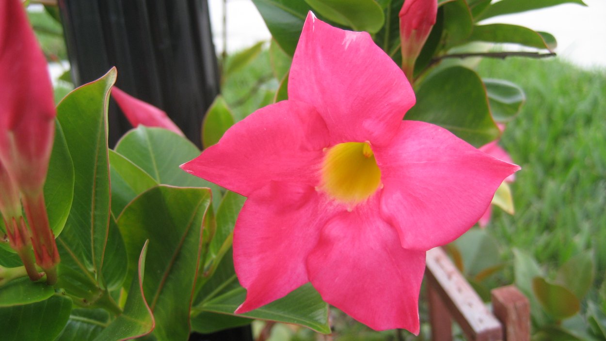 Мандевилла Жасмин