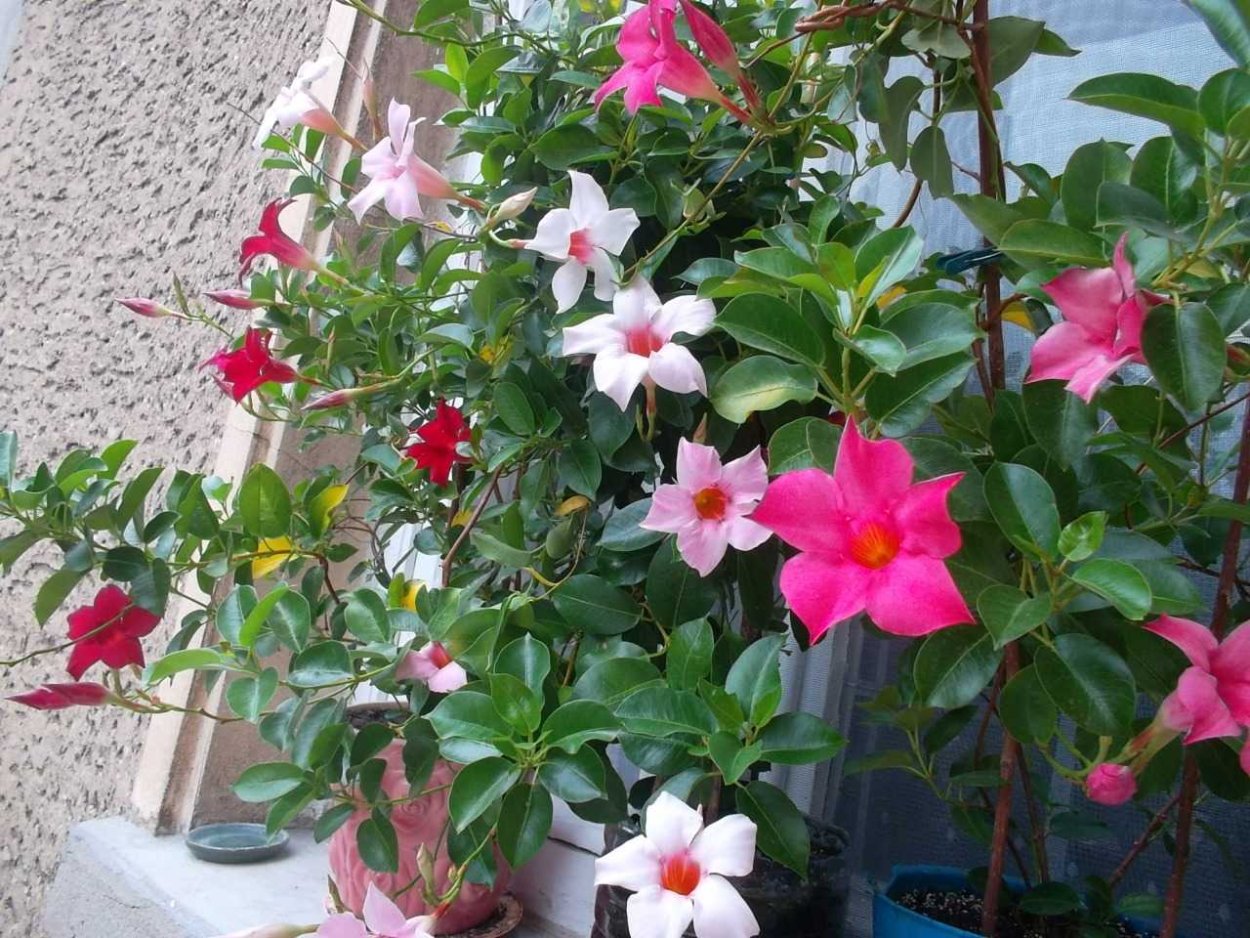 Дипладения бургунди