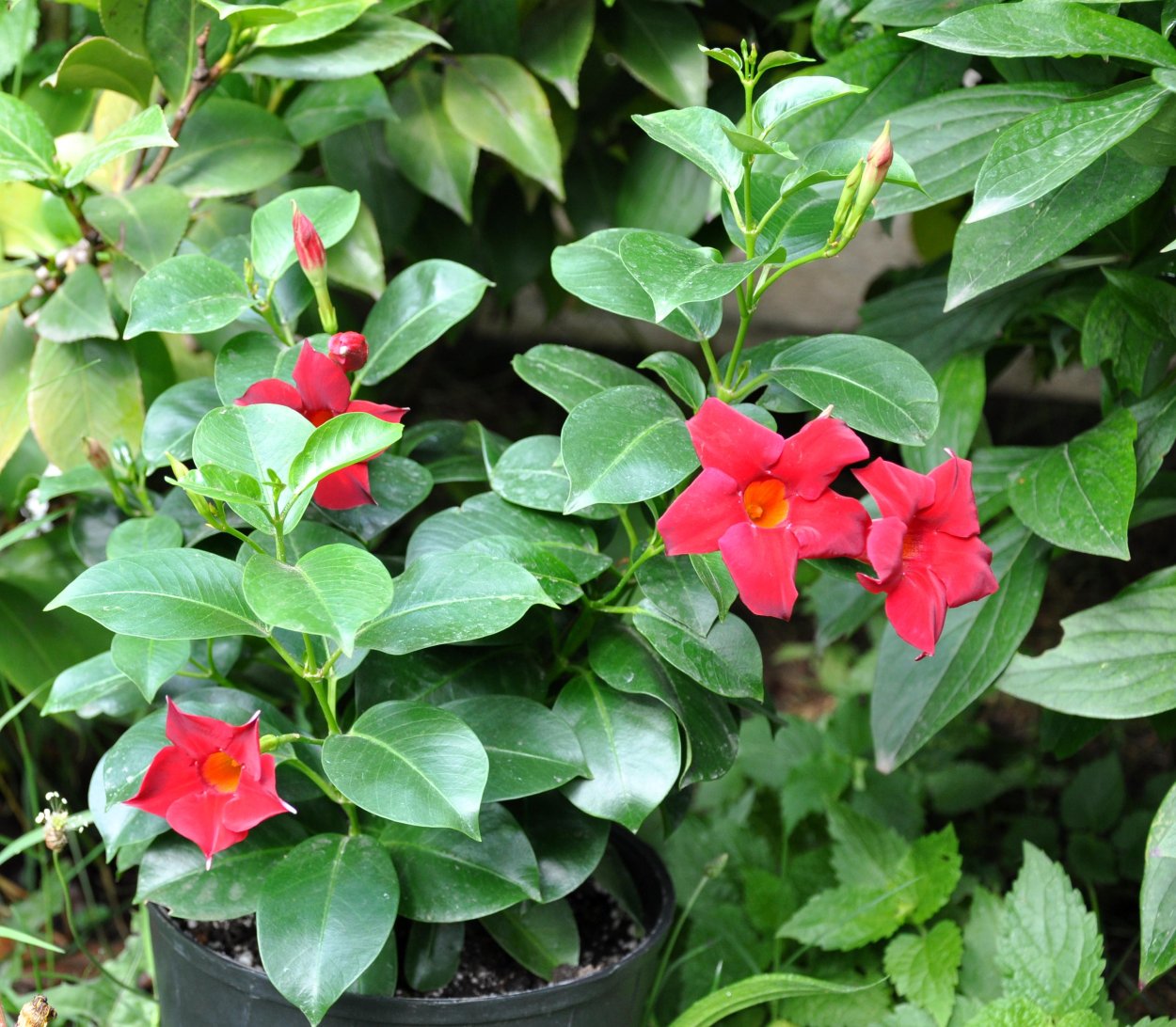 Мандевилла вариегатная