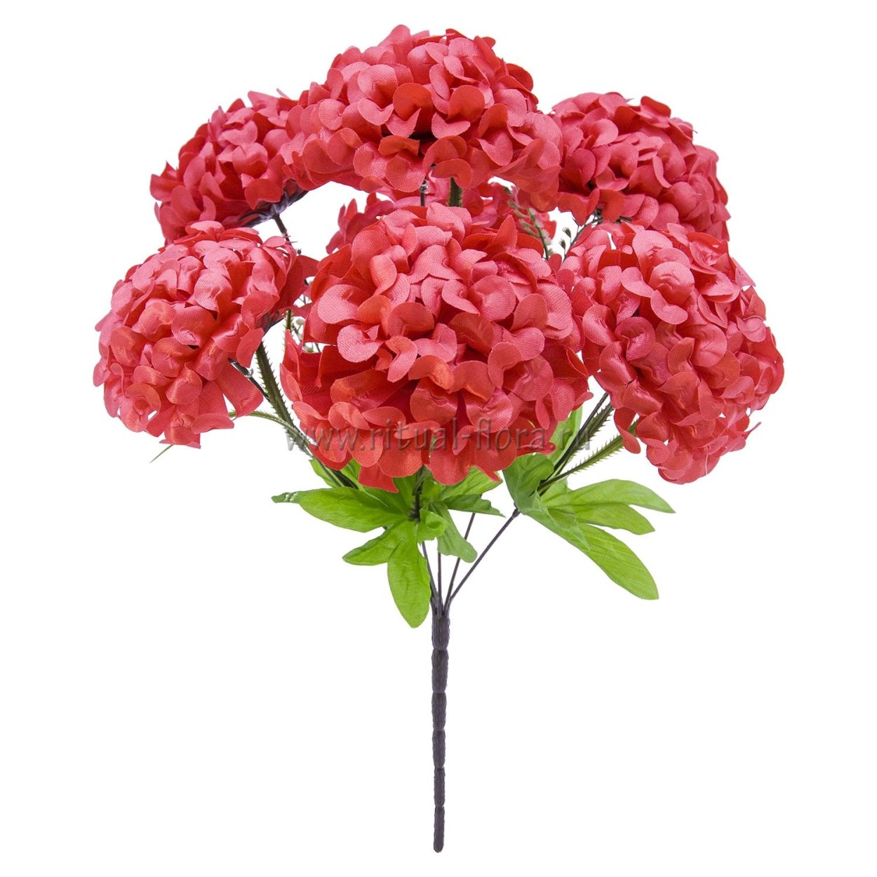 Бархатцы чернобривцы