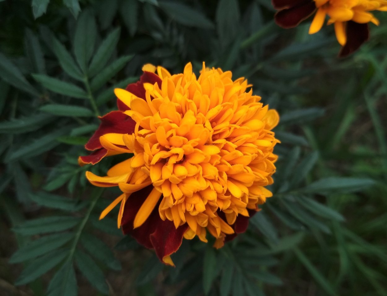 Бархатцы прямостоячие Дискавери