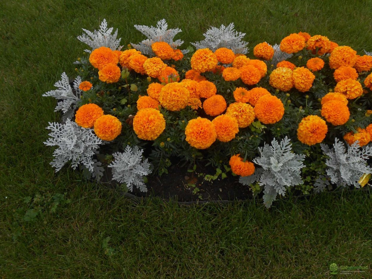 Букет с оранжевыми кустовыми розами